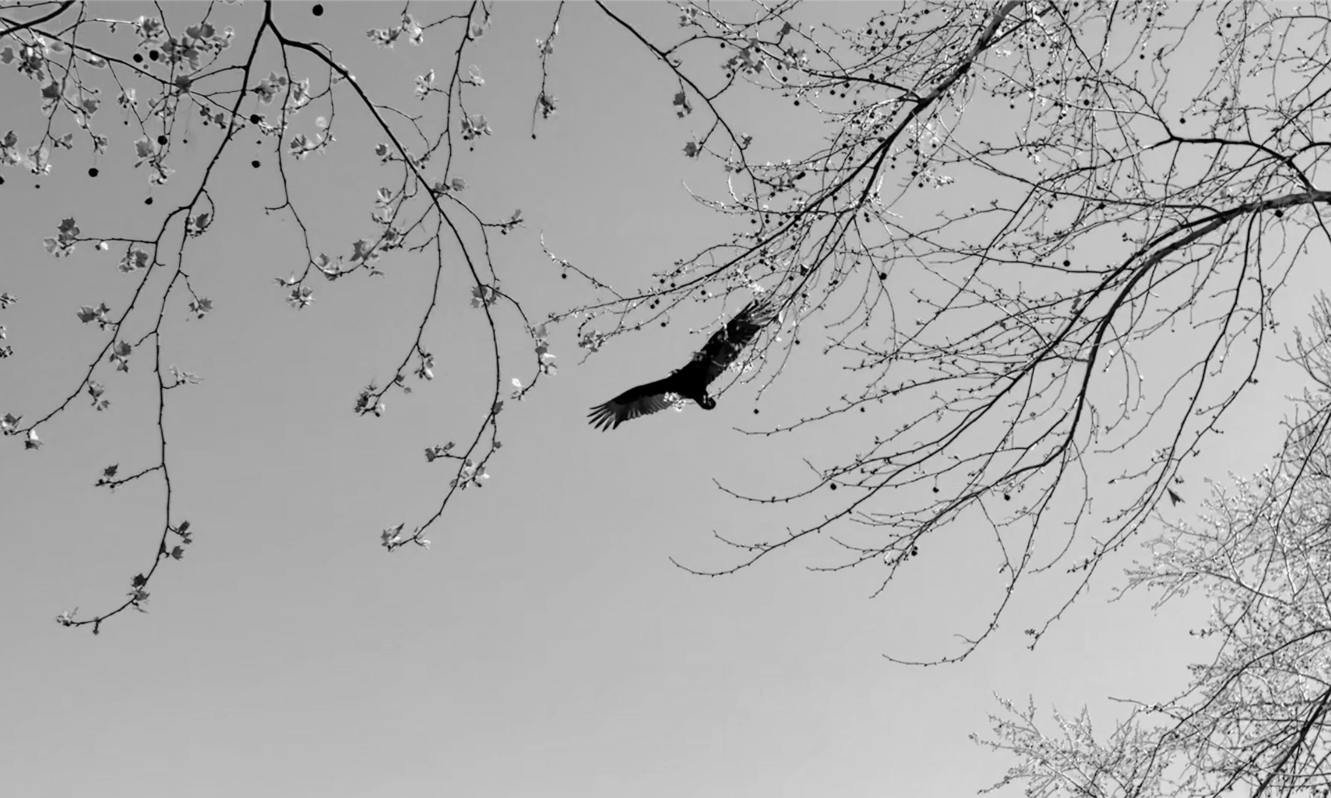 This is a photo of a bird soaring in the sky.