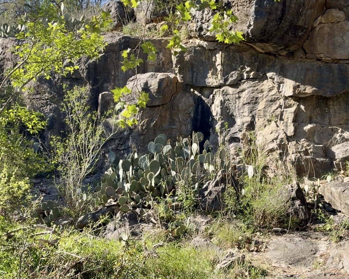 This is a photo of cacti.